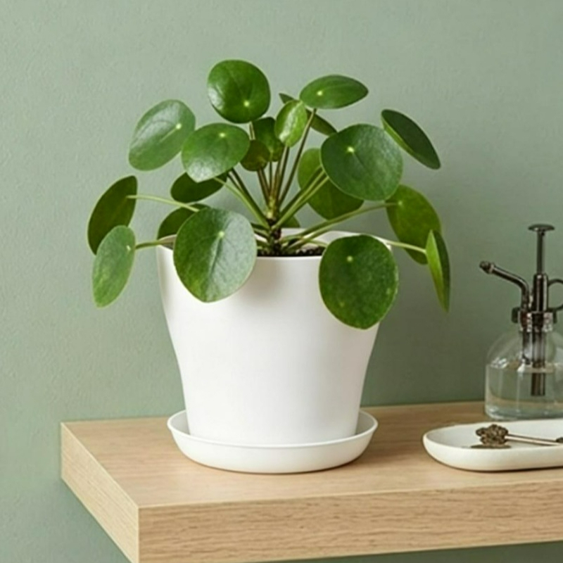 Plant Pot Set with Drainage Ho - Indoor Garden Kit 评论和价格
